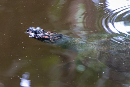 The Arrau turtle, Podocnemis expansa, also known as the giant South American turtle.is the largest of the side-neck turtles and the largest freshwater turtle in Latin America. Seen at Belem in Brazilの写真素材