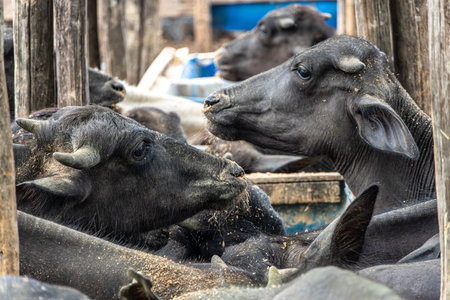 Water Buffalos at Soure on Marajo Island in Northern Brazilの写真素材