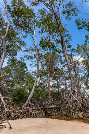 Barra velha beach at Soure, Marajo in Para, Brazil. Beautiful natural landscape of beach and mangrove trees with their great crooked roots and exposed in Barra Velha beach.の写真素材