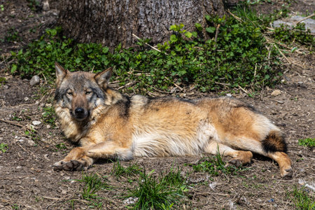 The wolf, Canis lupus, also known as the grey wolf or timber wolf is a canine native to the...