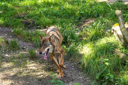 The wolf, Canis lupus, also known as the grey wolf or timber wolf is a canine native to the...