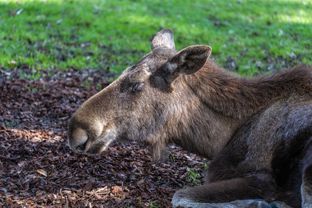 European Moose, Alces alces, also known as the elk. Wild life animal.の写真素材