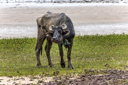 Water Buffalos at a rural property called Fazenda at Soure in Marajo Island in Brazil.