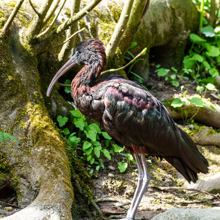 The Glossy ibis, Plegadis falcinellus, is a wading bird in the ibis family Threskiornithidae.