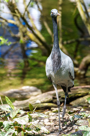 Demoiselle Crane, Anthropoides virgo are living in the bright green meadow during the day time. It is a species of crane found in central Eurosiberiaの写真素材
