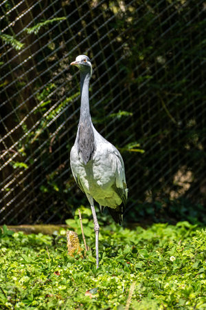 Demoiselle Crane, Anthropoides virgo are living in the bright green meadow during the day time. It is a species of crane found in central Eurosiberiaの写真素材