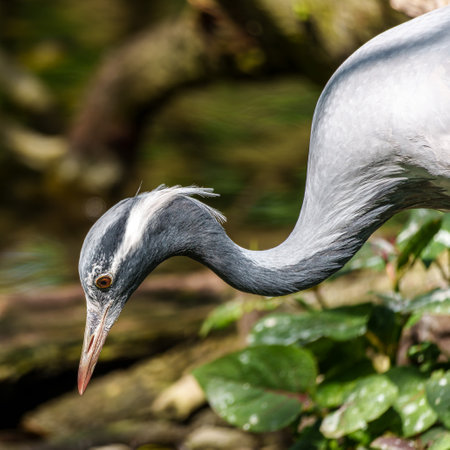 Demoiselle Crane, Anthropoides virgo are living in the bright green meadow during the day time. It is a species of crane found in central Eurosiberiaの写真素材