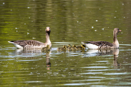 Family of greylag geese with small babies. The greylag goose, Anser anser is a large goose species of the waterfowl family Anatidaeの写真素材