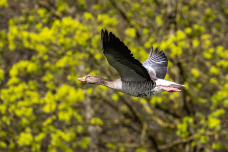 The greylag goose, Anser anser is a species of large goose in the waterfowl family Anatidae and the type species of the genus Anser. Here flying in the air.の写真素材