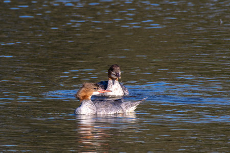 Great Crested Grebe, Podiceps cristatus, a water bird with red eyes. It is the largest member of the grebe family found in the Old World.の写真素材