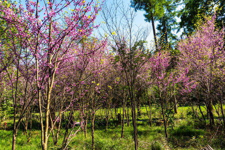 Eastern Redbud Tree or Cercis canadensis blossoming in the World Forest, Weltwald in Freising near Munich in Bavaria, Germany.の写真素材