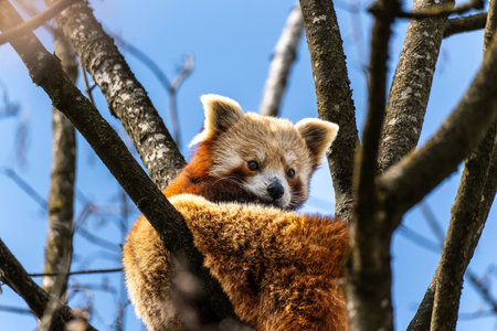The red panda, Ailurus fulgens, also called the lesser panda and the red cat-bear.