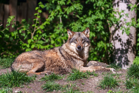 The wolf, Canis lupus, also known as the gray wolf or timber wolf is a canine native to the...