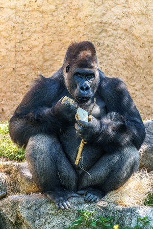 Gorillas are ground-dwelling, predominantly herbivorous apes that inhabit the forests of central...
