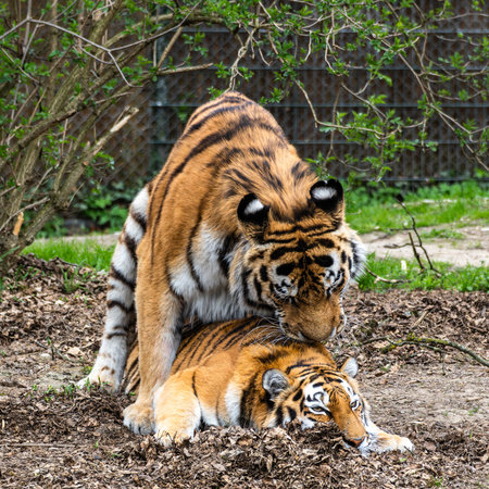 Mating behavior of the Siberian tiger, Panthera tigris altaica is the biggest cat in the world