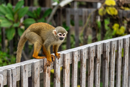 Guianan squirrel monkey, Saimiri sciureus at the sloth path on the Jari Canal at Alter do Chao,...