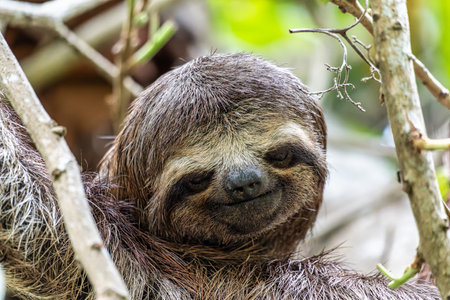 Brown-throated sloth - Bradypus variegatus at the sloth path on the Jari Canal at Alter do Chao,...