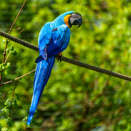 The Blue-and-yellow Macaw, Ara ararauna also known as the blue-and-gold macaw, is a large South American parrot with mostly blue top parts and light orange underpartsの写真素材