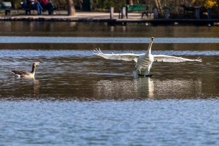 The Mute swan, Cygnus olor is a species of swan and a member of the waterfowl family Anatidae. Here flying over a lake in the English Garden in Munich, Germanyの写真素材