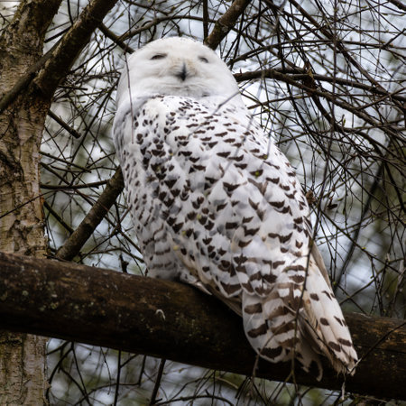 The Snowy Owl, Bubo scandiacus is a large, white owl of the typical owl family. Snowy owls are native to Arctic regions in North America and Eurasia.の写真素材