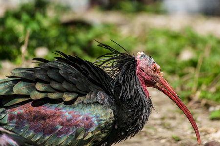 The northern bald ibis, hermit ibis, or waldrapp lat.Geronticus eremita is a migratory bird found in barren, semi-desert or rocky habitats, often close to running water.の写真素材