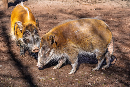 Red river hog, Potamochoerus porcus, also known as the bush pig. This pig has an acute sense of smell to locate food underground.の写真素材