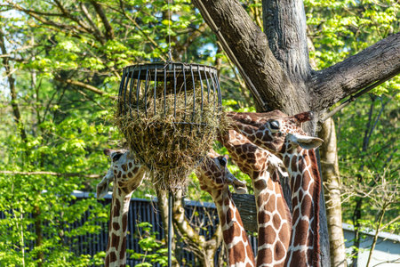 The giraffe, Giraffa camelopardalis is an African even-toed ungulate mammal, the tallest of all extant land-living animal species, and the largest ruminant.の写真素材