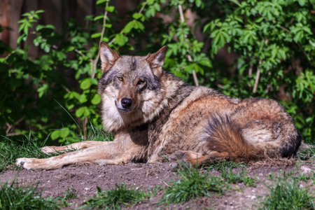 The wolf, Canis lupus, also known as the grey wolf or timber wolf is a canine native to the...