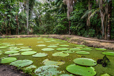 Victoria amazonica flower at Museu da Amazonia, MUSA in Manaus, Brazil. The largest of the water...