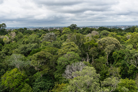 View from the tower of the Musa botanical garden. Manaus, Brazil. Natural beauty, Floresta...