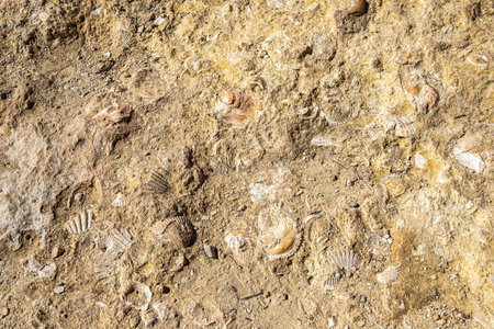 Fossilized shell on the rocky coast of the Algarve in Portugal