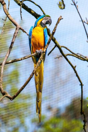 The Blue-and-yellow Macaw, Ara ararauna also known as the blue-and-gold macaw, is a large South...