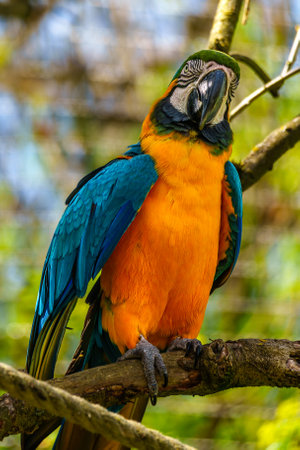The Blue-and-yellow Macaw, Ara ararauna also known as the blue-and-gold macaw, is a large South...