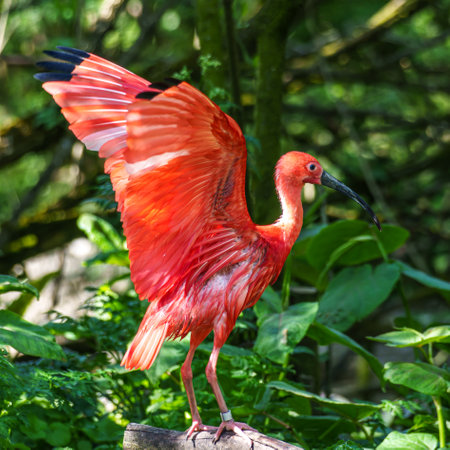 The Scarlet ibis, Eudocimus ruber is a species of ibis in the bird family Threskiornithidae. It inhabits tropical South America and islands of the Caribbean.の写真素材