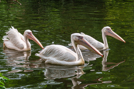 The Great White Pelican, Pelecanus onocrotalus also known as the rosy pelican is a bird in the pelican family.の写真素材