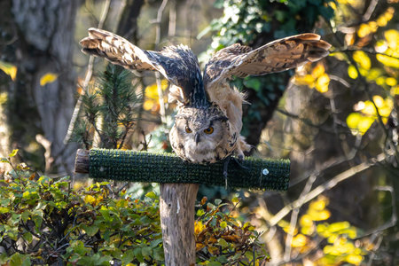 The Siberian eagle owl, bubo bubo sibiricus is the largest owl in the world.の写真素材