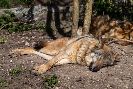 The wolf, Canis lupus, also known as the grey wolf or timber wolf is a canine native to the...