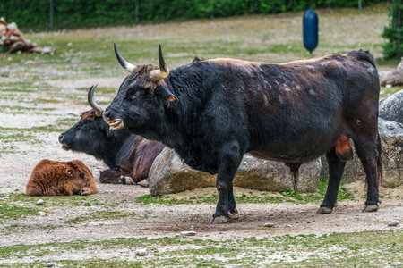 Heck cattle, Bos primigenius taurus, claimed to resemble the extinct aurochs. Domestic highland cattle seen in a German parkの写真素材