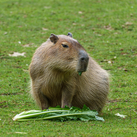 The capybara, Hydrochoerus hydrochaeris is a mammal native to South America. It is the largest living rodent in the world.の写真素材