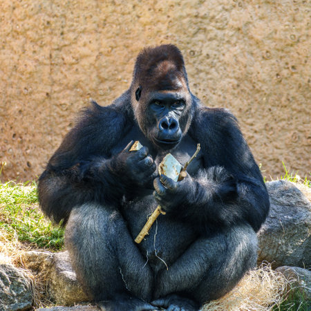 Gorillas are ground-dwelling, predominantly herbivorous apes that inhabit the forests of central Sub-Saharan Africa.の写真素材