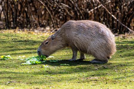 The capybara, Hydrochoerus hydrochaeris is a mammal native to South America. It is the largest living rodent in the world.の写真素材