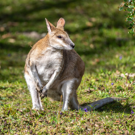 The agile wallaby, Macropus agilis also known as the sandy wallaby is a species of wallaby found in northern Australia and New Guinea.の写真素材