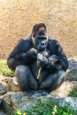 Gorillas are ground-dwelling, predominantly herbivorous apes that inhabit the forests of central...
