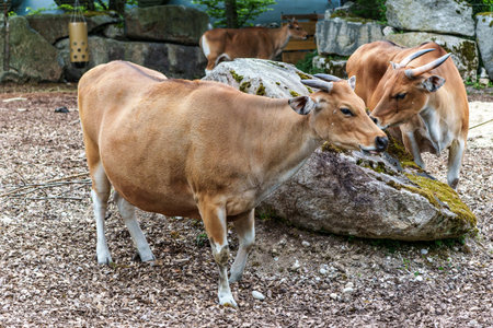 Banteng, Bos javanicus or Red Bull. It is a type of wild cattle. But there are key characteristics that are different from cattle and bison: a white band bottom in both males and females.の写真素材