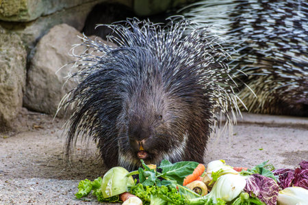 The Indian crested Porcupine, Hystrix indica or Indian porcupine, is a large species of hystricomorph rodent belonging to the Old World porcupine family, Hystricidaeの写真素材