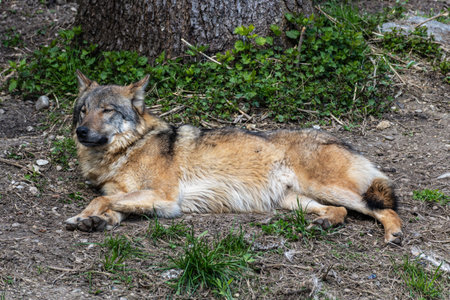 The wolf, Canis lupus, also known as the grey wolf or timber wolf is a canine native to the...