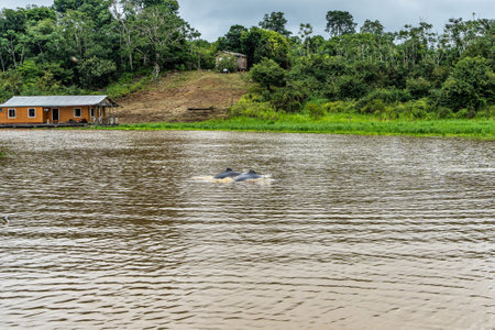 River boat trip at Parana do Mamori in the Amazon rainforest about 100 km south of Manaus, Amazonas state in Brazilの写真素材