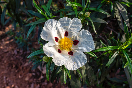Cistus ladanifer, Rockrose flowers or Labdanum at the Archaeological Circuit in Vale Fuzeiros at Vilarinha, Algarve, Portugal. Wild flowering plants in the family Cistaceae.の写真素材