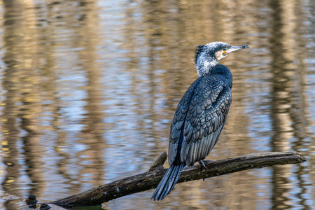 The great cormorant, Phalacrocorax carbo known as the great black cormorant across the Northern Hemisphere, the black cormorant in Australia and the black shag further south in New Zealandの写真素材