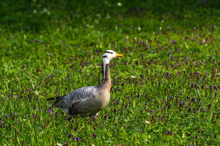 The bar-headed goose, Anser indicus is a goose that breeds in Central Asia in colonies of thousands near mountain lakes and winters in South Asia, as far south as peninsular India.の写真素材
